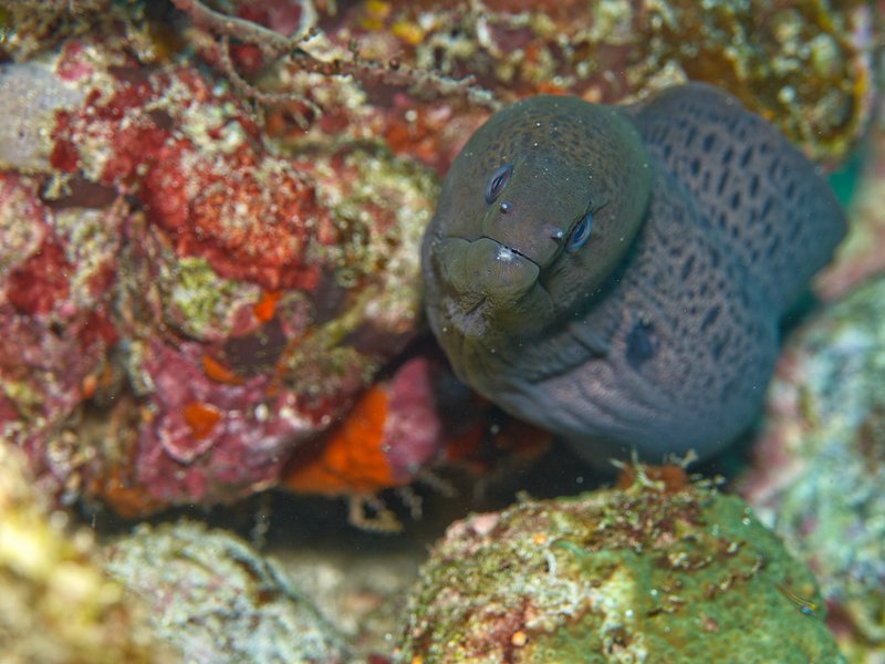 Moray eel, Seulako Cave